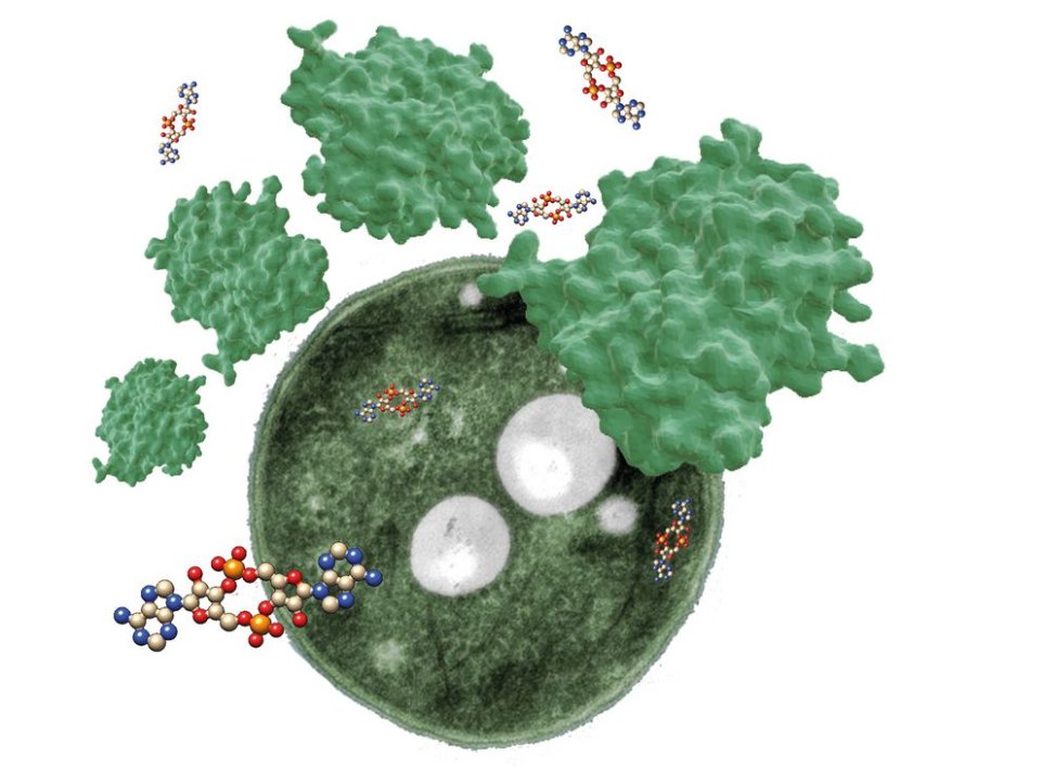 Regulating the "internal clock” CMFI