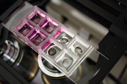 Close-up of the Cellendes hydrogel