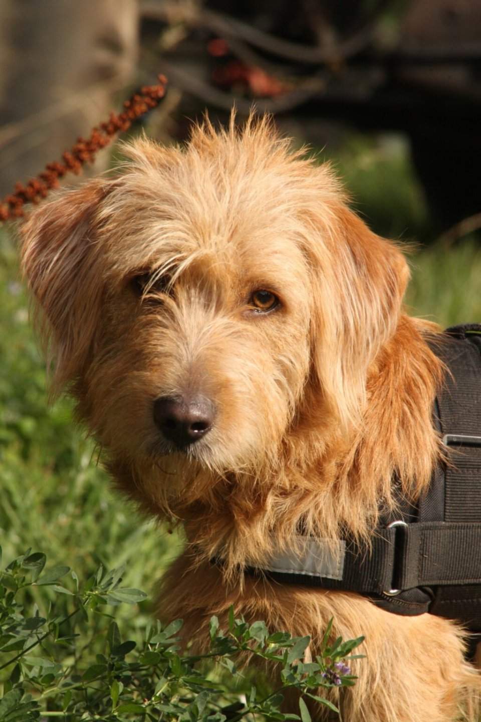 igb-hundehaut-1_hund-1024x1536.jpg